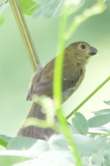 Sporophila corvina