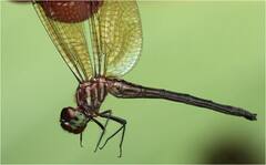 Brechmorhoga nubecula