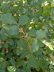 Rhus aromatica