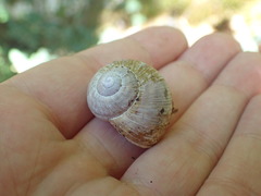 Helix pomatia