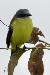 Myiozetetes granadensis