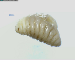 Torymidae