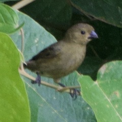 Sporophila corvina