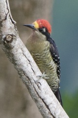 Melanerpes pucherani