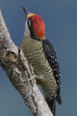 Melanerpes pucherani