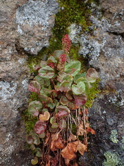 Oxyria digyna