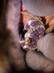 Glebocarcinus oregonensis