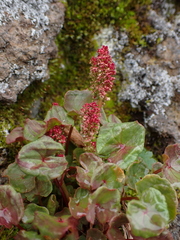 Oxyria digyna