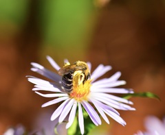 Andrena asteris