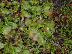Leptarrhena pyrolifolia