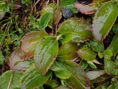 Leptarrhena pyrolifolia