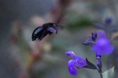 Xylocopa tabaniformis orpifex