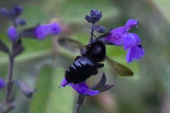 Xylocopa tabaniformis orpifex
