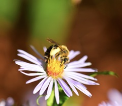 Andrena asteris