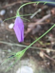 Campanula lusitanica