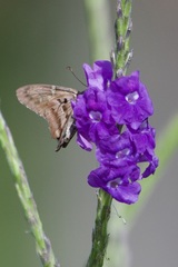 Eudamini