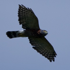 Harpagus bidentatus