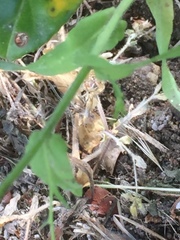 Campanula lusitanica