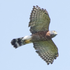 Harpagus bidentatus