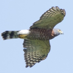 Harpagus bidentatus