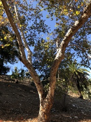 Platanus racemosa