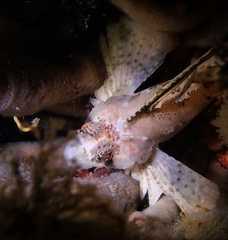 Nautichthys oculofasciatus