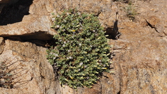Ericameria cuneata macrocephala