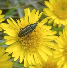 Astylus quadrilineatus