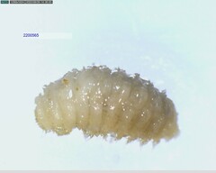 Torymidae