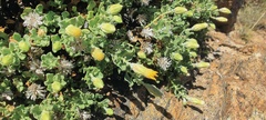 Ericameria cuneata macrocephala