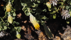 Ericameria cuneata macrocephala