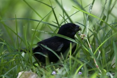 Sporophila corvina