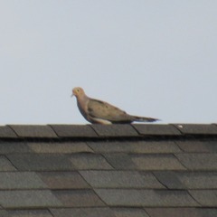 Zenaida macroura carolinensis