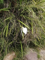 Brassavola nodosa image