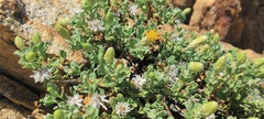 Ericameria cuneata macrocephala