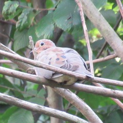 Zenaida macroura carolinensis