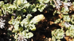 Ericameria cuneata macrocephala