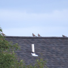 Zenaida macroura carolinensis