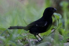 Sporophila corvina