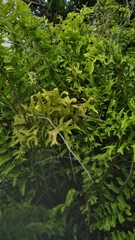Nephrolepis falcata