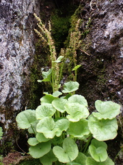 Oxyria digyna