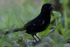 Sporophila corvina