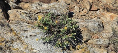Ericameria cuneata macrocephala