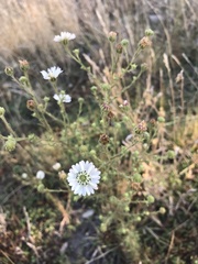 Hemizonia congesta luzulifolia