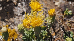 Ericameria cuneata macrocephala