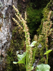 Oxyria digyna