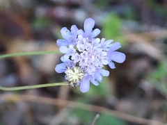 Scabiosa triandra