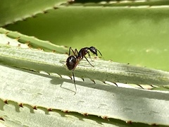 Camponotus rufipes