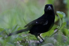 Sporophila corvina