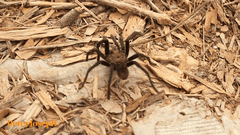 Aphonopelma anax